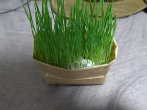 栽培7日目の猫草