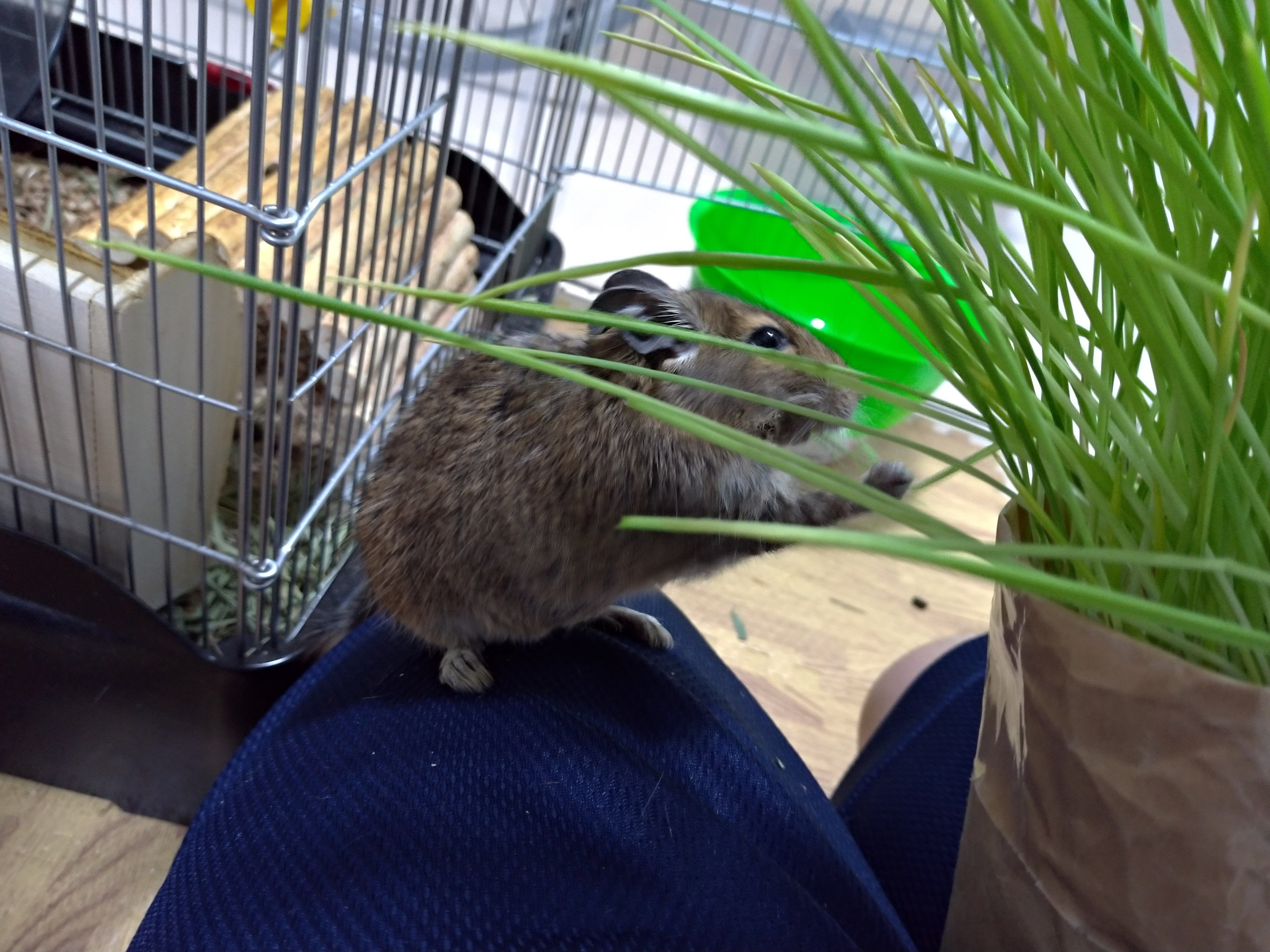 デグーが食べる 猫草栽培日記 Degu Minus デグーマイナス